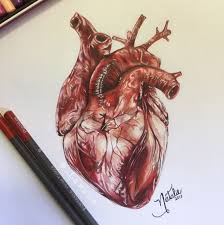 Resultado de imagem para coração desenho realista